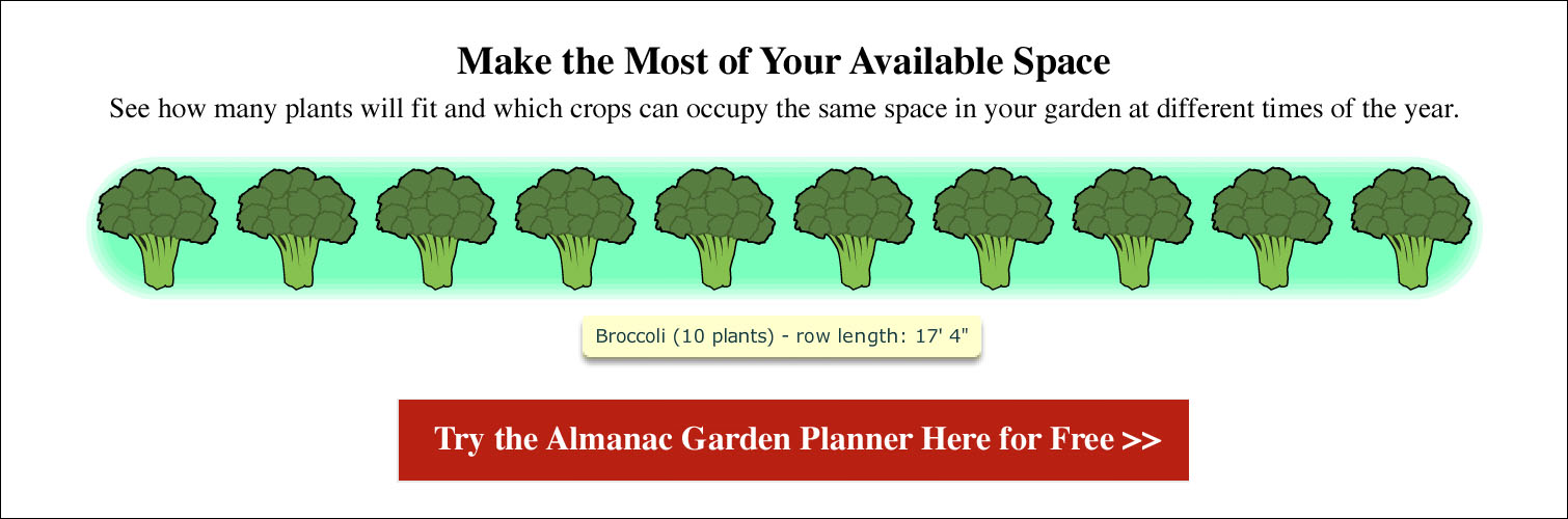Growing Broccoli Planting, Growing, and Harvesting Broccoli Plants The Old Farmer's Almanac